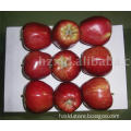 Red delicious apple